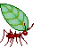 Pest Control. Pest Control Cartagena.  Pest. Pests. Pest Control Cartagena. Bugs and Pest Control Cartagena. Pest Kill Spain
