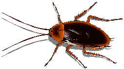 Pest Control. Pest Control. Pest. Pests.Pest Control Cartagena. Bugs and Pest Control Cartagena. Pest Kill Spain