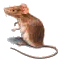 Pest Control. Pest Control Cartagena. Pest. Pests. Pest Control Cartagena. Bugs and Pest Control Cartagena. Pest Kill Spain